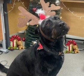 Buddy Christmas Dec 24