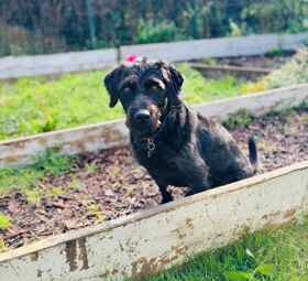 Buddy Gardening
